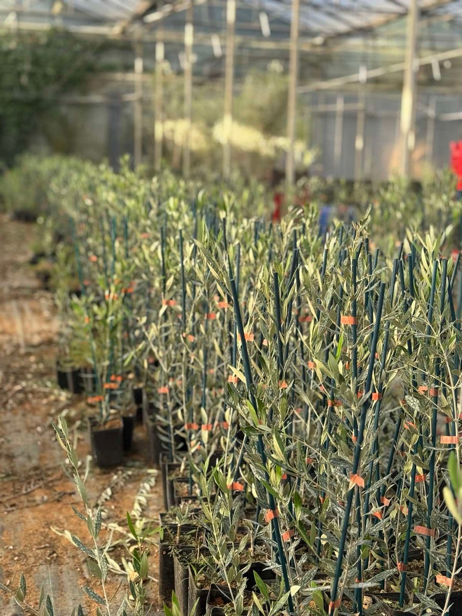 Eλιά Κορωνέικη - 4